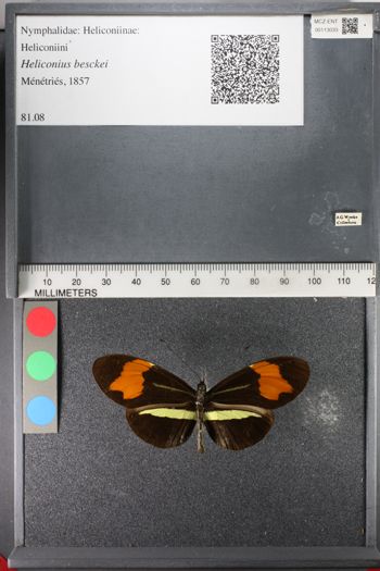 Media type: image;   Entomology 113033